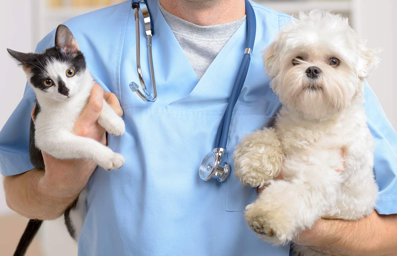 Comprehensive Vet Care | Veterinarian in Fair Lawn, NJ | Valley Brook Veterinary  Hospital